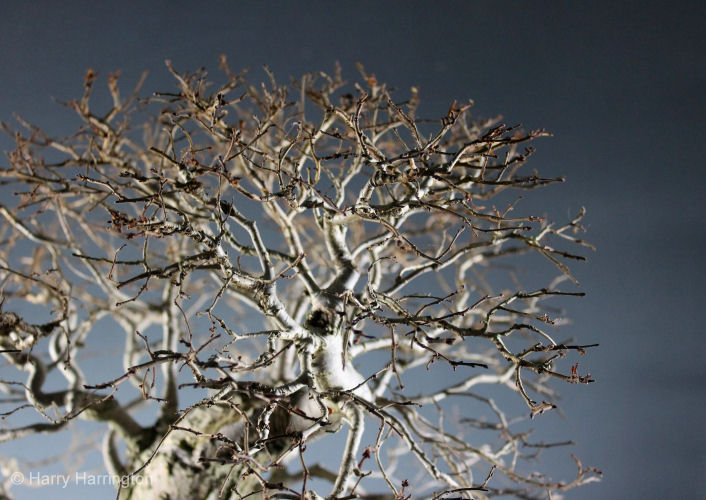 elm bonsai